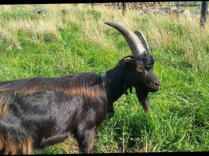 Bild 4:1,5-jähriger Blobe-Bock