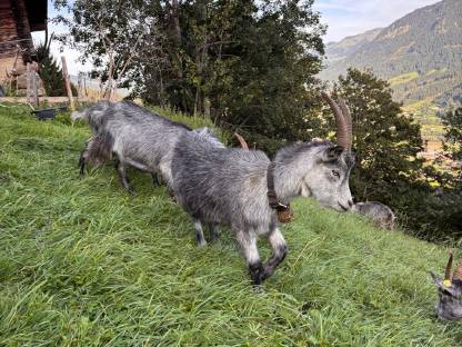 Bild 4:Blobe Ziege HB