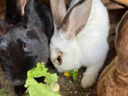 Bild 2:Junge Fleischhasen