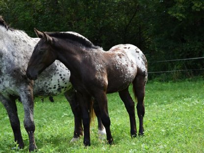 Bild 4:Flicka Falerie Noriker Tiger Stutfohlen zu verkaufen