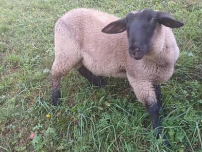 Bild 4:Suffolk Widder