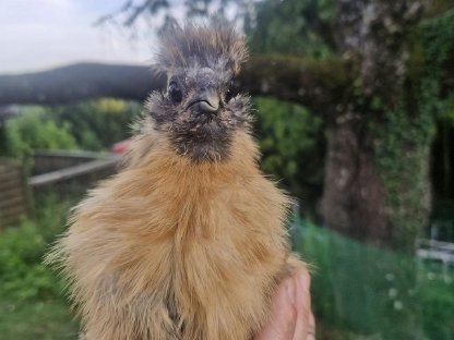 Bild 2:Zwergseidenhühner