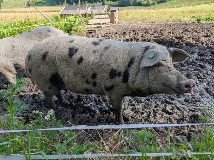 Turopolje Jungsauen und Ferkel