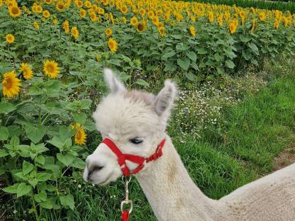 Bild 7:Alpaka-Hengste und -Wallach