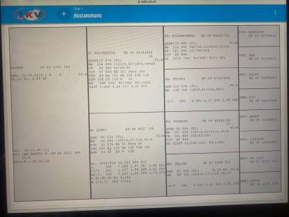 Bild 5:Trächtige Fleckviehkalbinnen