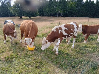 Bild 2:Rind, Stier, Hinterwälder