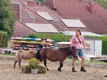 Bild 2:Mini Shetty Hengstfohlen