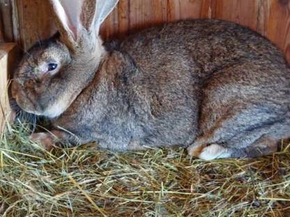 Bild 2:Grauer Riesenrammler