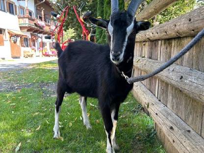 Bild 2:Pinzgauer Strahlenziegenbock