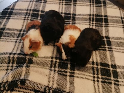 Meerschweinchen Weibchen