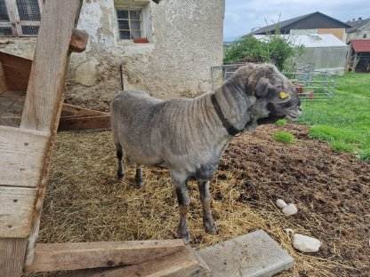 Bild 2:Stattlicher Tiroler Steinbock zu verkaufen