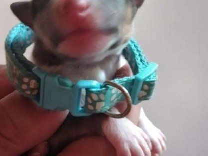 Bild 3:LanghaarcollieRüde–Der perfekt Partner für gesunde Hündinnen