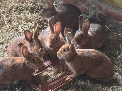 Bild 3:Weibliche Hasen