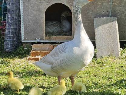 Bild 6:Fränkische Landgänse