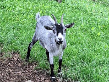 Bild 2:Zwergziegen