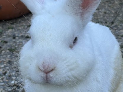 Kleiner Hase Kaninchen Rammler unkastriert Löwenköpchen Mix