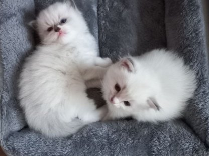 Reinrassige Ragdoll Kitten mit Stammbaum