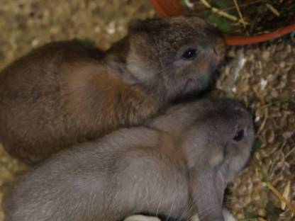 Bild 7:Deutsche Widder Jungtiere