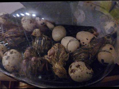 Bild 3:Wachtel, Legewachtel, Küken, Brutautomat