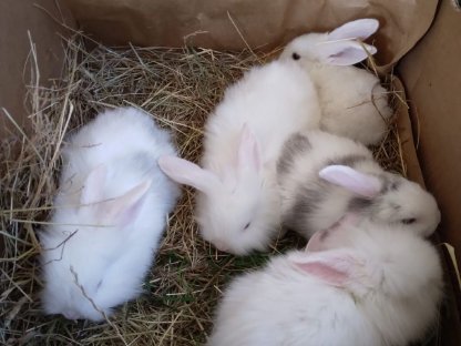 Bild 2:Kaninchen/Rassehasen abzugeben