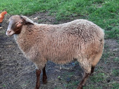 Bild 2:Lämmer zu verkaufen