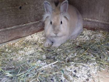 Bild 2:Löwenkopf-Hasen