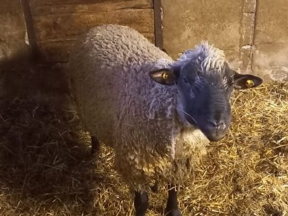 Bild 5:Schwarzkopf-Zuchtwidder