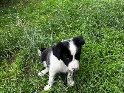 Border Collie Welpen