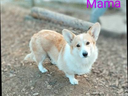 Bild 7:Welsh Corgi Pembroke × Border Collie Welpen