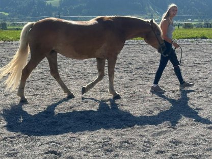 Bild 4:Verkaufe 5-jährige Südtiroler Stute