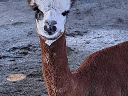 Bild 8:Alpaka-Hengste und -Wallach