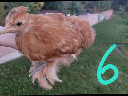 Bild 9:Zwergcochin Mix Hennen