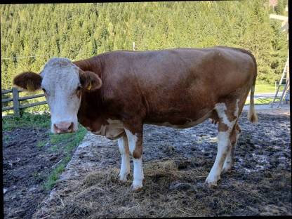 Bio Fleckvieh Erstlingskuh genetisch hornlos
