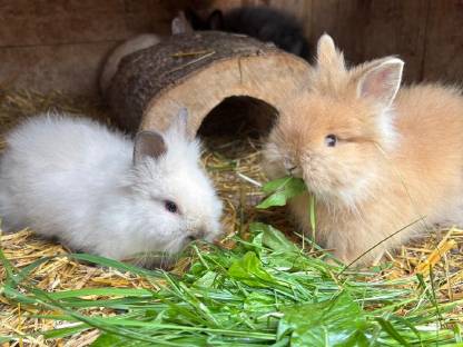 Bild 2:2 Kaninchen, Teddyzwerg