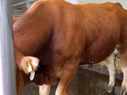 Limousin Deckstier