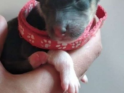 Bild 4:LanghaarcollieRüde–Der perfekt Partner für gesunde Hündinnen