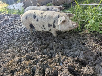 Bild 2:Turopolje Jungsauen und Ferkel