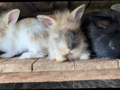 Bild 3:Süße kleine Zwergkaninchen in allen Farben