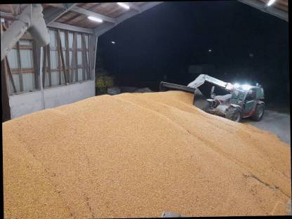 Bild 4:Mais trocknen und kostenlos einlagern