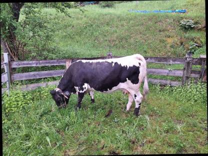 Bild 5:Pustertaler Sprinzenkuh