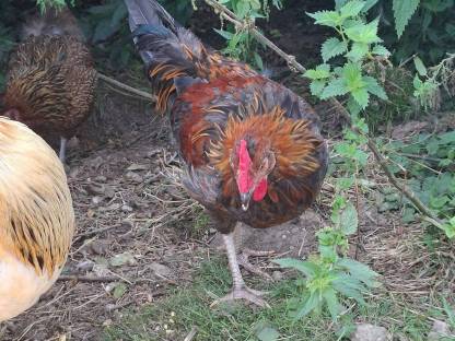 Bild 5:2 Junghähne suchen neues Zuhause
