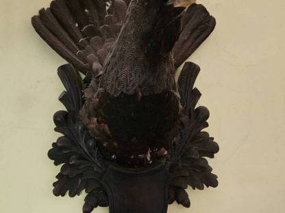 Bild 2:Präparate Auerhahn