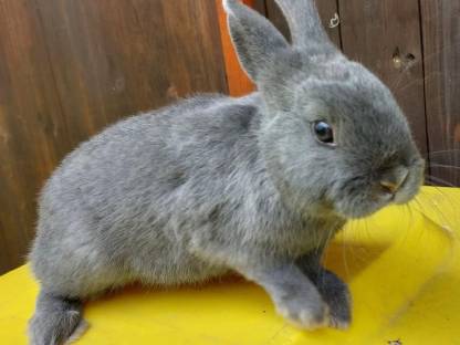 Bild 2:Farbenzwerge blau