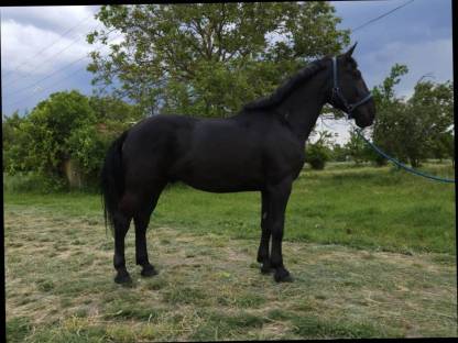 Bild 3:Ungarische Pferde