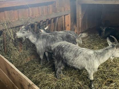 Bild 3:5 Stk. Blobe Ziegen