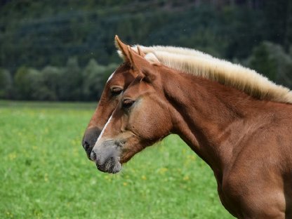 Bild 6:Zebedäus Schaunitz Fuchshengstfohlen Noriker zu verkaufen