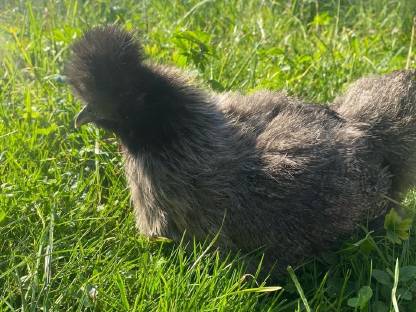 Bild 2:Seidenhühner