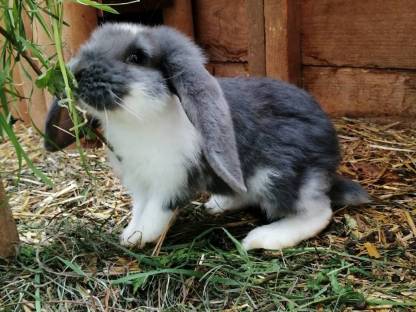 Bild 2:Kaninchen Deutsche Widder