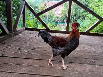 Altsteirer Hahn