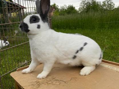 Bild 3:Rheinische und Böhmische Schecken